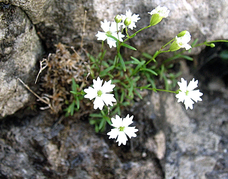 Silene pusilla (=quadridentata) / Silene delle fonti